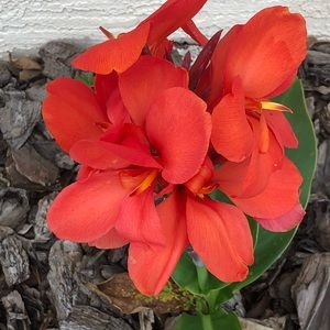 Meet your Posher, Malissa